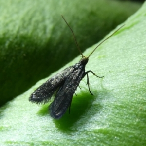 Scythrididae (family) at Charleys Forest, NSW - suppressed