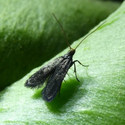 Scythrididae (family) (Tropical Longhorned Moth) at QPRC LGA - 13 Feb 2023 by arjay