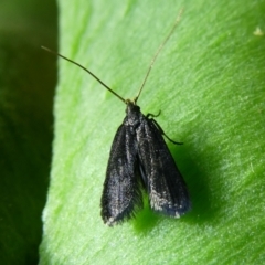 Scythrididae (family) at Charleys Forest, NSW - suppressed