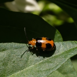 Aulacophora hilaris at Macgregor, ACT - 12 Feb 2022