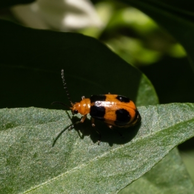 Aulacophora hilaris (Pumpkin Beetle) at Macgregor, ACT - 12 Feb 2022 by Roger