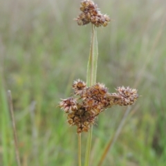 Luzula densiflora (Dense Wood-rush) at Boorowa, NSW - 23 Oct 2022 by michaelb