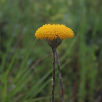 Leptorhynchos squamatus (Scaly Buttons) at Tarengo Reserve (Boorowa) - 23 Oct 2022 by michaelb