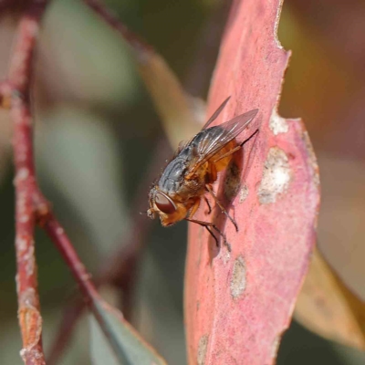 Calliphora sp. (genus) (Unidentified blowfly) at O'Connor, ACT - 13 Jan 2023 by ConBoekel