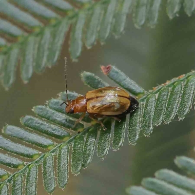 Galerucini sp. (tribe) (A galerucine leaf beetle) at Dryandra St Woodland - 15 Jan 2023 by ConBoekel