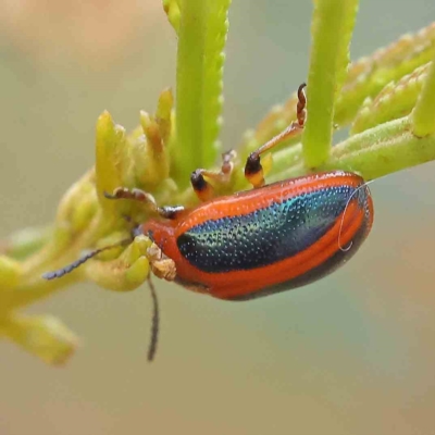 Calomela curtisi (Acacia leaf beetle) at O'Connor, ACT - 12 Jan 2023 by ConBoekel