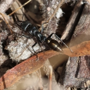 Myrmecia sp. (genus) at Yackandandah, VIC - 13 Feb 2023 09:50 AM