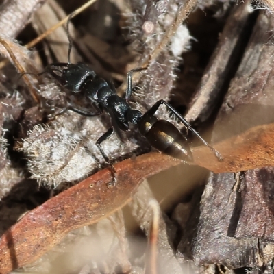 Myrmecia sp. (genus) (Bull ant or Jack Jumper) at Yackandandah, VIC - 13 Feb 2023 by KylieWaldon