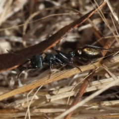 Myrmecia sp. (genus) at Yackandandah, VIC - 13 Feb 2023 09:50 AM