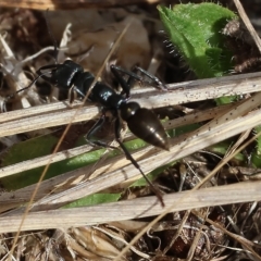 Myrmecia sp. (genus) at Yackandandah, VIC - 13 Feb 2023 09:50 AM