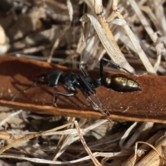 Myrmecia sp. (genus) at Yackandandah, VIC - 13 Feb 2023 09:50 AM