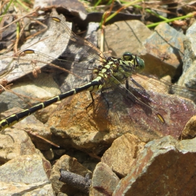 Austrogomphus guerini (Yellow-striped Hunter) at Tidbinbilla Nature Reserve - 4 Feb 2023 by Christine