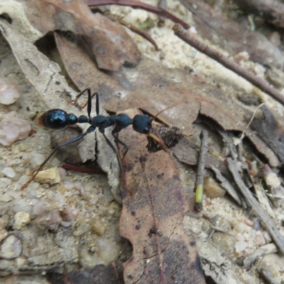 Myrmecia tarsata (Bull ant or Bulldog ant) at Tidbinbilla Nature Reserve - 4 Feb 2023 by Christine