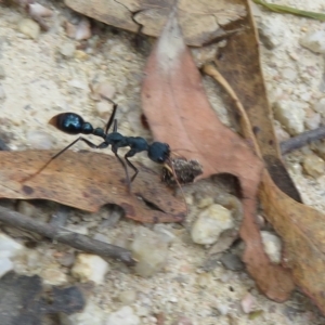 Myrmecia tarsata at Paddys River, ACT - 4 Feb 2023