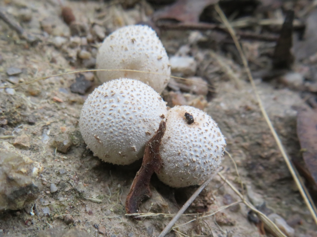 zz puffball at Paddys River, ACT - 4 Feb 2023
