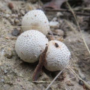 zz puffball at Paddys River, ACT - 4 Feb 2023