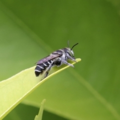 Megachile (Eutricharaea) sp. (subgenus) (Leaf-cutter Bee) at Murrumbateman, NSW - 13 Feb 2023 by amiessmacro