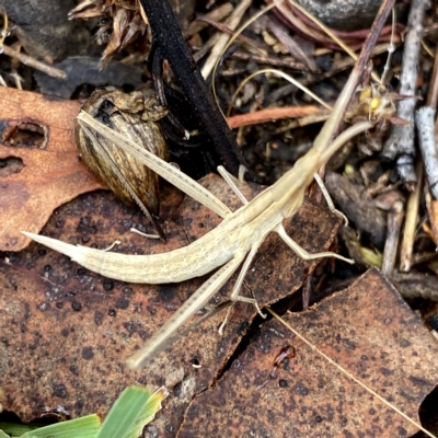 Acrida conica (Giant green slantface) at Wandiyali-Environa Conservation Area - 13 Feb 2023 by Wandiyali