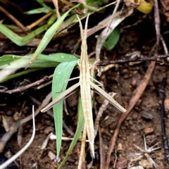 Acrida conica at Googong, NSW - 14 Feb 2023