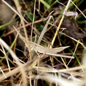 Acrida conica at Googong, NSW - 14 Feb 2023