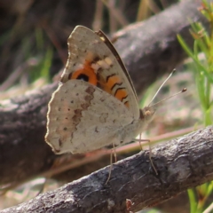 Junonia villida (Meadow Argus) at Mount Taylor - 12 Feb 2023 by MatthewFrawley