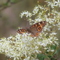 Junonia villida (Meadow Argus) at Mount Taylor - 12 Feb 2023 by MatthewFrawley