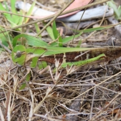 Gastrimargus musicus (Yellow-winged Locust or Grasshopper) at Mount Taylor - 12 Feb 2023 by MatthewFrawley