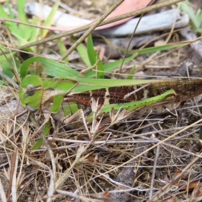 Gastrimargus musicus (Yellow-winged Locust or Grasshopper) at Mount Taylor - 12 Feb 2023 by MatthewFrawley