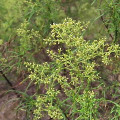 Cassinia quinquefaria (Rosemary Cassinia) at Kambah, ACT - 12 Feb 2023 by MatthewFrawley