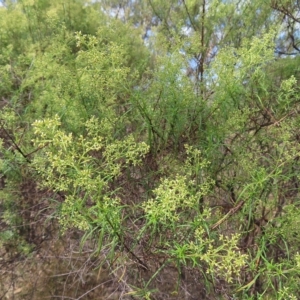 Cassinia quinquefaria at Kambah, ACT - 12 Feb 2023 03:39 PM