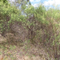 Cassinia quinquefaria at Kambah, ACT - 12 Feb 2023 03:39 PM