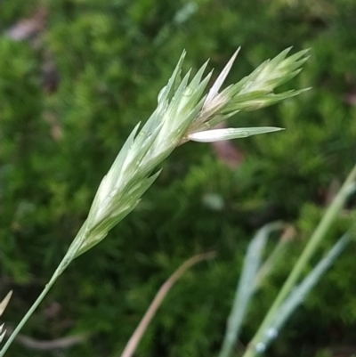 Bromus catharticus (Prairie Grass) at Symonston, ACT - 13 Feb 2023 by KumikoCallaway