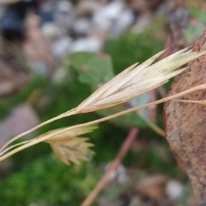Bromus catharticus at Symonston, ACT - 14 Feb 2023