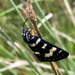 Phalaenoides tristifica (Willow-herb Day-moth) at Wandiyali-Environa Conservation Area - 13 Feb 2023 by Wandiyali