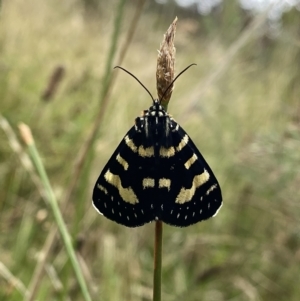 Phalaenoides tristifica at Googong, NSW - 14 Feb 2023