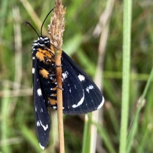 Phalaenoides tristifica at Googong, NSW - 14 Feb 2023