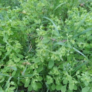 Euphorbia peplus at Fadden, ACT - 14 Feb 2023