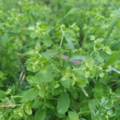 Euphorbia peplus at Fadden, ACT - 14 Feb 2023