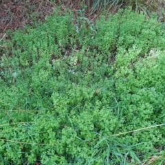 Euphorbia peplus at Fadden, ACT - 14 Feb 2023