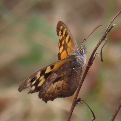 Geitoneura klugii (Marbled Xenica) at Mount Taylor - 12 Feb 2023 by MatthewFrawley