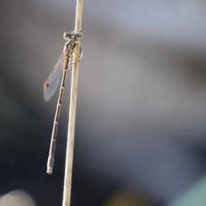 Austrolestes leda at suppressed by KylieWaldon
