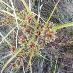 Cyperus eragrostis (Umbrella Sedge) at Jerrabomberra, ACT - 13 Feb 2023 by KumikoCallaway