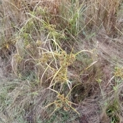 Cyperus eragrostis at Jerrabomberra, ACT - 14 Feb 2023