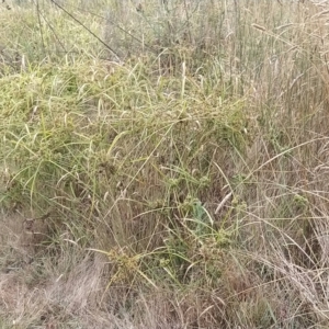 Cyperus eragrostis at Jerrabomberra, ACT - 14 Feb 2023 07:22 AM