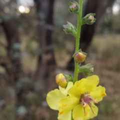 Verbascum virgatum (Green Mullein) at Symonston, ACT - 14 Feb 2023 by KumikoCallaway