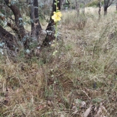 Verbascum virgatum at Symonston, ACT - 14 Feb 2023 07:28 AM