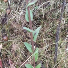 Verbascum virgatum at Symonston, ACT - 14 Feb 2023 07:28 AM