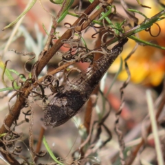 Glenoleon pulchellus (Antlion lacewing) at Kambah, ACT - 12 Feb 2023 by MatthewFrawley