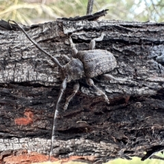 Ancita australis (Longicorn or longhorn beetle) at Campbell, ACT - 13 Feb 2023 by Pirom