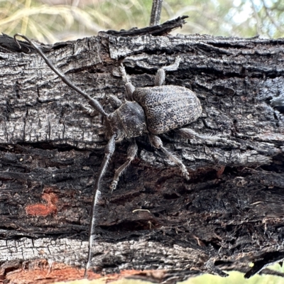Ancita australis (Longicorn or longhorn beetle) at Mount Ainslie - 13 Feb 2023 by Pirom